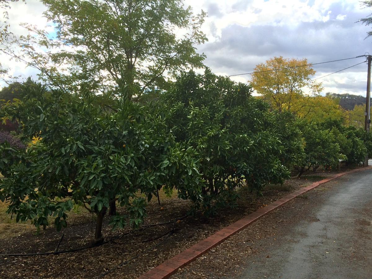 Vineyard Cottage Bnb Gumeracha Εξωτερικό φωτογραφία